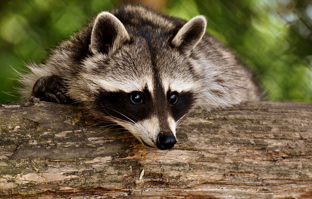 Raccoon removal in West Central Wisconsin