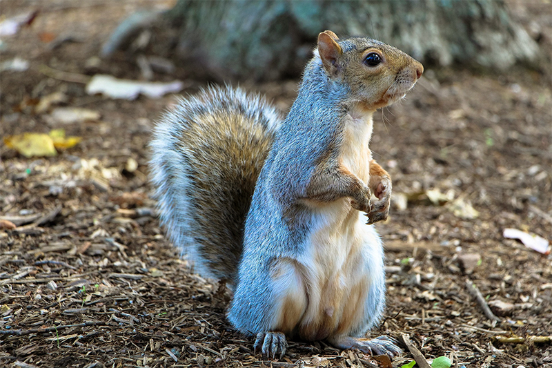 Squirrel removal in West Central Wisconsin