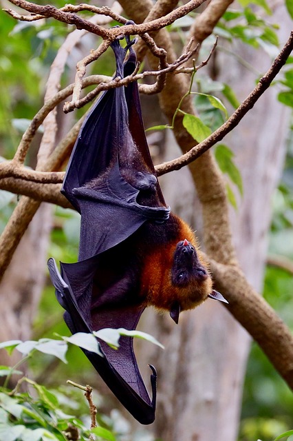 Bat problems in West Central Wisconsin